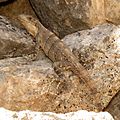 Black Spiny-tailed Iguana (16444376699)