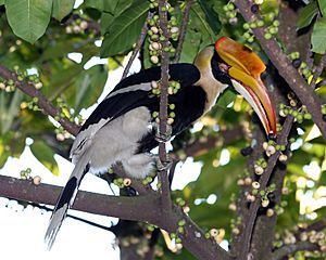 Archivo:Buceros bicornis (female) -feeding in tree-8