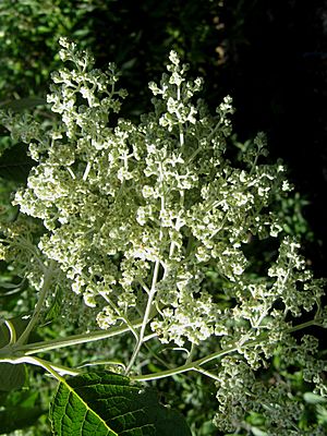 Archivo:Buddleja cordata