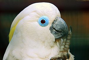 Archivo:Cacatua ophthalmica -Vogelpark Walsrode -upper body-8a