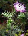 Carduus tenuiflorus1