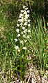 Cephalanthera longifolia plant100604