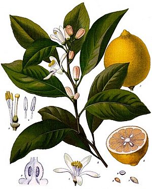 Citrus x limon - Köhler–s Medizinal-Pflanzen-041.jpg