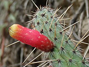 Archivo:Cleistocactus dependens 3