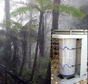 Archivo:Cloud forest mount kinabalu-withHygrom