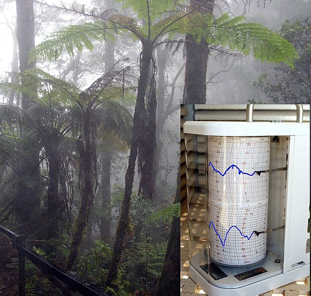 Cloud forest mount kinabalu-withHygrom