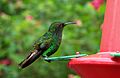 Costa-Rica-colibri-humming-bird