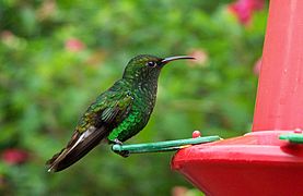 Costa-Rica-colibri-humming-bird