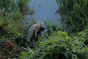 Archivo:Crocodile Boali 03