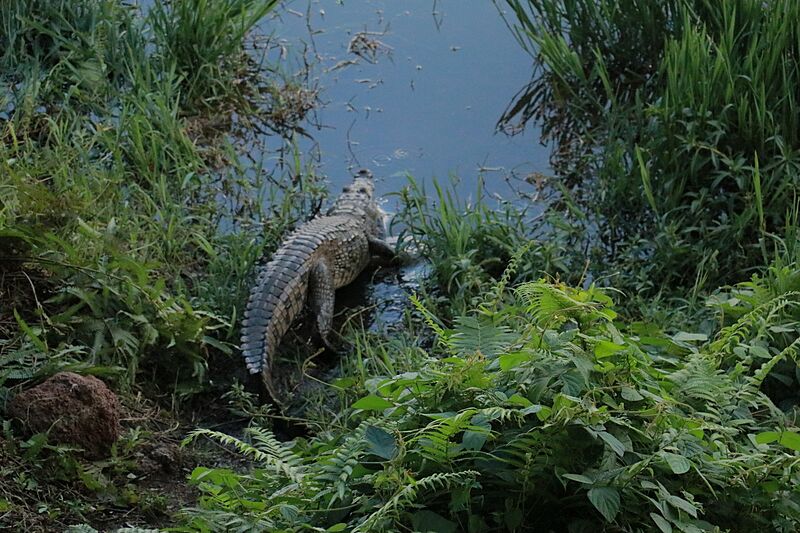 Crocodile Boali 03