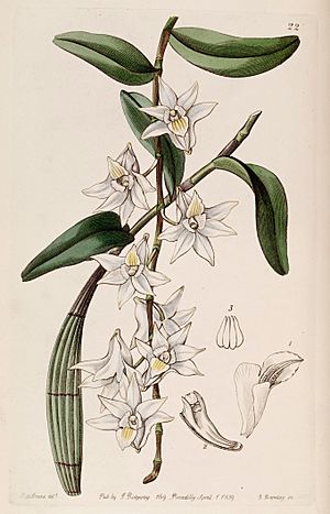 Archivo:Dendrobium crumenatum- Edwards vol 25 (NS 2) pl 22 (1839)