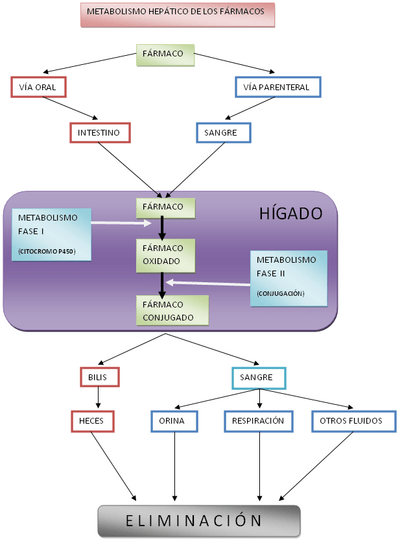 Archivo:Diagrama Metabolismo hepático