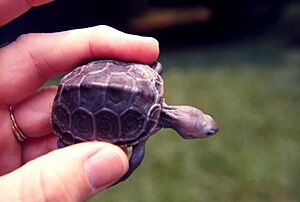 Archivo:Diamondback turtle baby