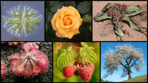 Archivo:Diversity of plants image version q