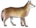 Dogs, jackals, wolves, and foxes (Plate III) C. l. monstrabilis mod