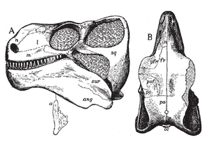 Archivo:Edaphosaurus skull