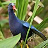 Edit purple gallinule Sweetwater Wetlands PArk 4. 17.19 DSC 0072.jpg