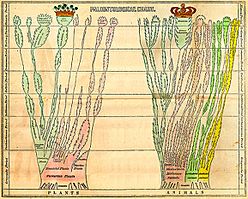 Archivo:Edward Hitchcock Paleontological Chart