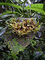 Epiphylle
