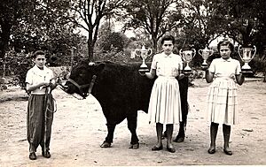 Archivo:Establecimiento Agricola-Ganadero "San Jorge", PEBETE, toro shorthorn campeón S.R.A
