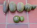 F2 generation between spp maxima cv zapallito and ssp andreana