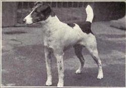 Archivo:Fox Terrier (smooth) from 1915
