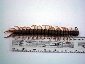 Archivo:Giant centipede 16 cm long