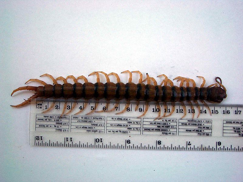 Giant centipede 16 cm long