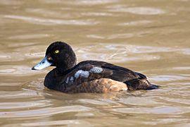 Greater-Scaup