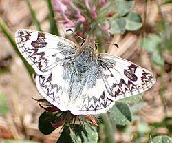 Heliopetes ericetorum 197727827.jpg