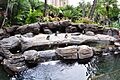 Hilton Hawaiian Village Peguins Oahu Hawaii Photo D Ramey Logan