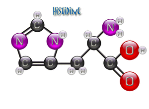 Archivo:Histidine histamine