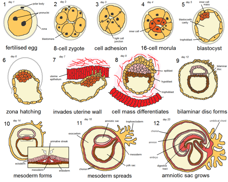 Human embryogenesis