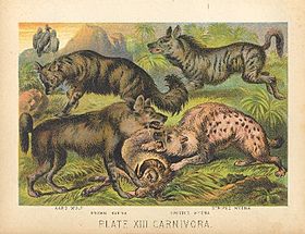 Archivo:Hyaenidae illustration