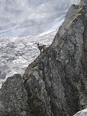Archivo:Ibex in the French Vanoise National Park