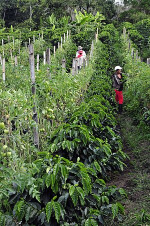 Archivo:Intercropping coffee tomatoes