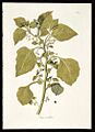 Jaltomata umbellata