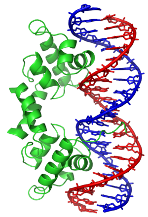 Archivo:Lambda repressor 1LMB