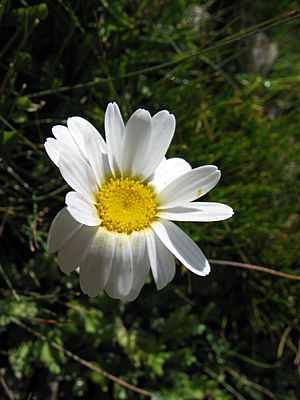 Archivo:Leucanthemopsis alpina07
