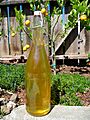Limoncello (4277573572)