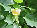 Liriodendron tulipifera2