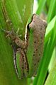Litoria fallax bi