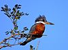 MARTIM-PESCADOR-GRANDE (Megaceryle torquata).jpg