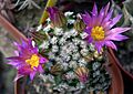 Mammillaria hernandezii