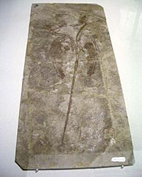 Microraptor gui fossil.JPG