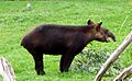 Mountain Tapir