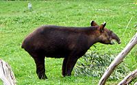 Archivo:Mountain Tapir