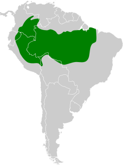 Distribución geográfica del hormiguerito amazónico.