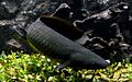 Neoceratodus forsteri Aquarium tropical du Palais de la Porte Dorée 10042016 2