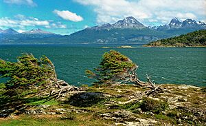 Archivo:Nothofagus